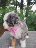 Biscoff, a female Bernedoodle for sale in Millersburg, OH – 8 of 8