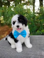 Biscuit , a male Bernedoodle for sale in Millersburg, OH – 4 of 5