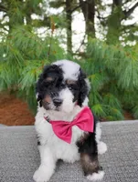 Truffle , a male Bernedoodle for sale in Millersburg, OH – 2 of 5