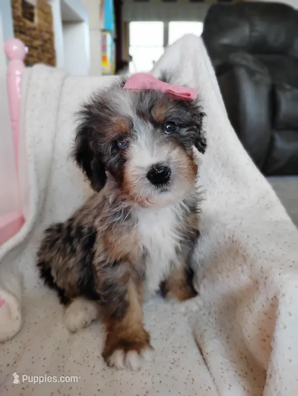 Rosa, a female Miniature Bernedoodle for sale in Millersburg, OH – Photo 1 of 6