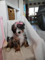 Rosa, a female Miniature Bernedoodle for sale in Millersburg, OH – Photo 5 of 6