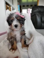 Rosa, a female Miniature Bernedoodle for sale in Millersburg, OH – Photo 4 of 6