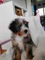 Rosa, a female Miniature Bernedoodle for sale in Millersburg, OH – Photo 2 of 6