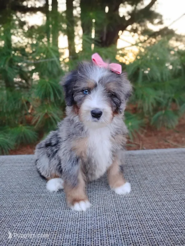 Rosa – Miniature Bernedoodle puppy for sale in Millersburg, OH