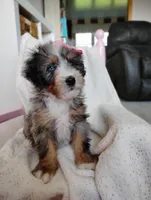 Rosa, a female Miniature Bernedoodle for sale in Millersburg, OH – Photo 3 of 6