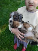 Rosa, a female Miniature Bernedoodle for sale in Millersburg, OH – Photo 6 of 6
