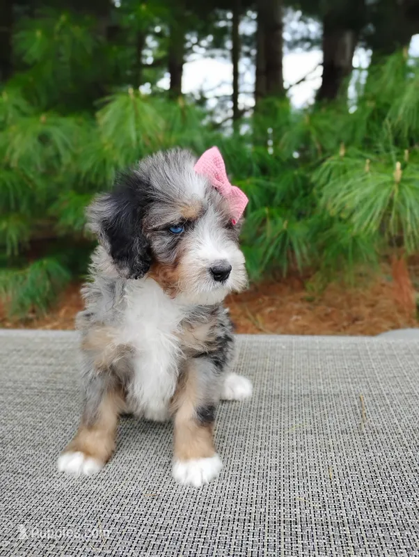 Rosa – Miniature Bernedoodle puppy for sale in Millersburg, OH