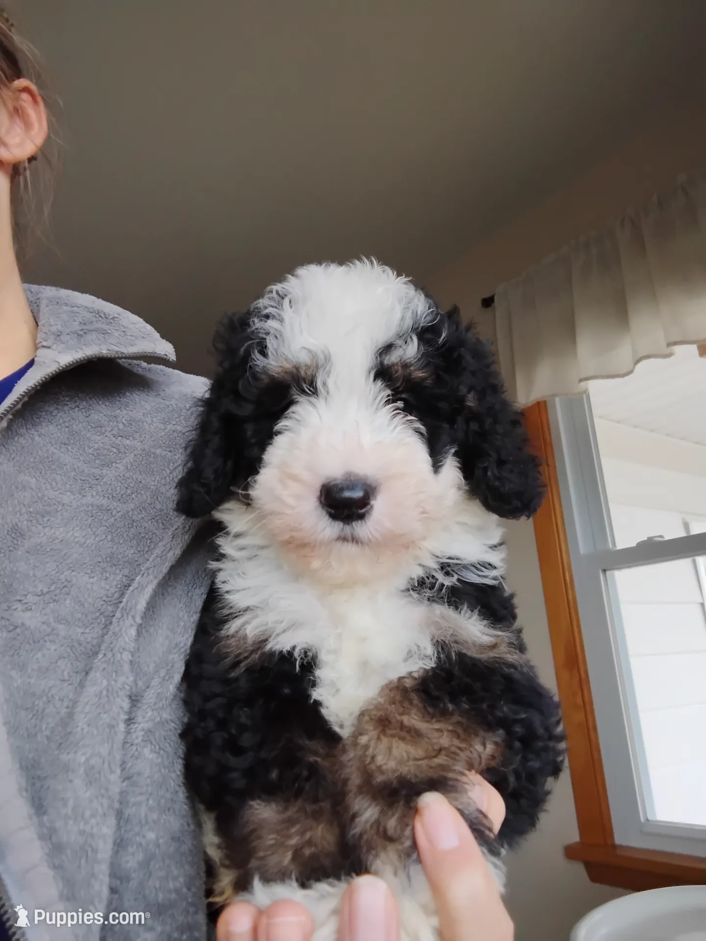 Cookie, a male Miniature Bernedoodle for sale in Millersburg, OH – Photo 2 of 3
