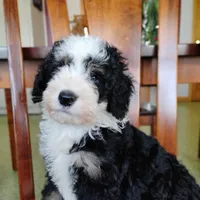 Cookie, a male Miniature Bernedoodle for sale in Millersburg, OH – Photo 3 of 3