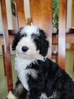 Cookie, a male Miniature Bernedoodle for sale in Millersburg, OH – Photo 3 of 3