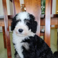 Cookie, a male Miniature Bernedoodle for sale in Millersburg, OH – Photo 1 of 3
