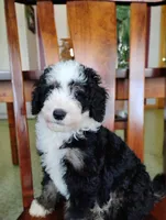 Cookie, a male Miniature Bernedoodle for sale in Millersburg, OH – Photo 1 of 3
