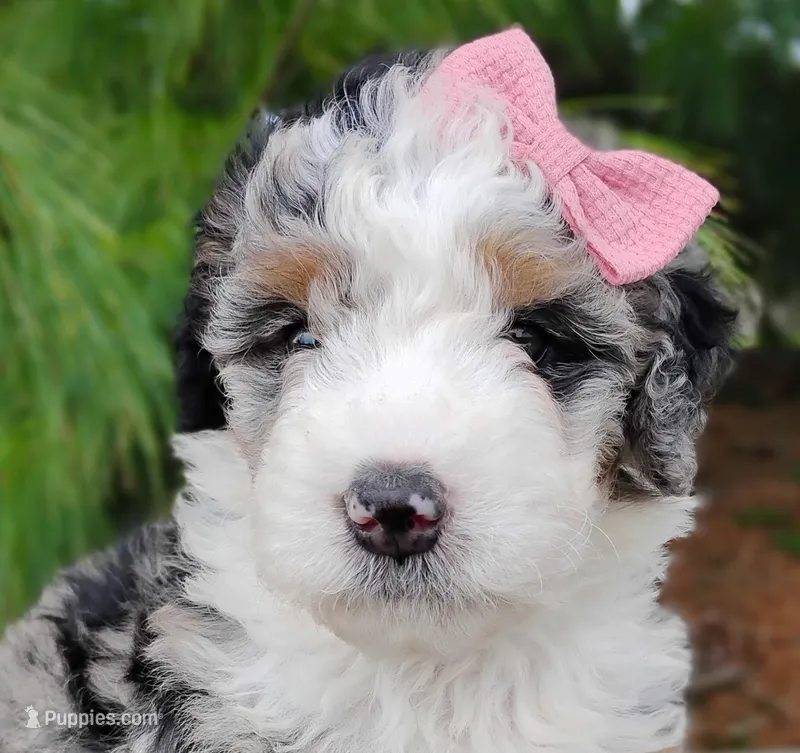 Chloe – Bernedoodle puppy for sale in Millersburg, OH