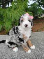 Chloe, a female Bernedoodle for sale in Millersburg, OH – Photo 2 of 4