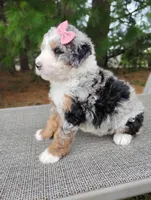 Chloe, a female Bernedoodle for sale in Millersburg, OH – Photo 4 of 4