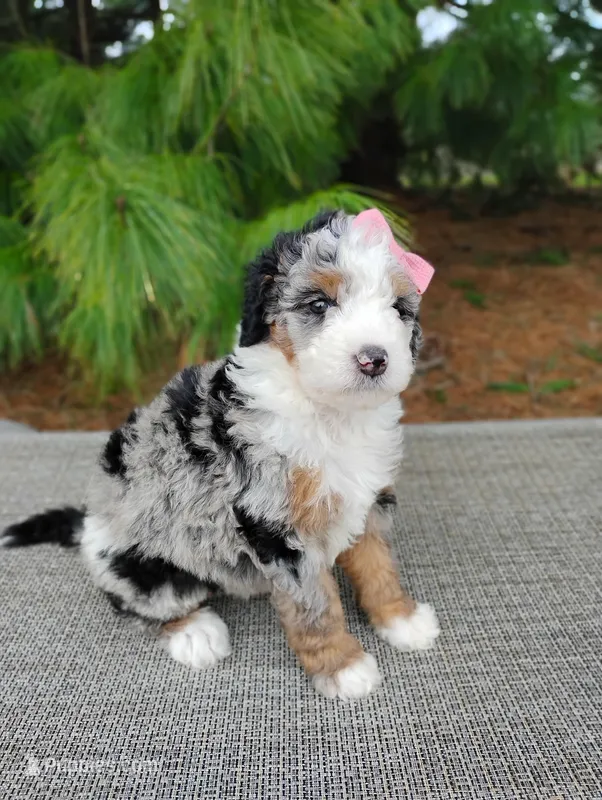 Chloe – Bernedoodle puppy for sale in Millersburg, OH