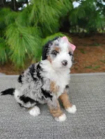 Chloe, a female Bernedoodle for sale in Millersburg, OH – Photo 1 of 4