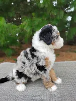 Chloe, a female Bernedoodle for sale in Millersburg, OH – Photo 3 of 4