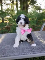 Isla, a female Bernedoodle for sale in Millersburg, OH – 4 of 6