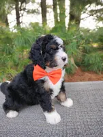 Zeke, a male Bernedoodle for sale in Millersburg, OH – 2 of 5