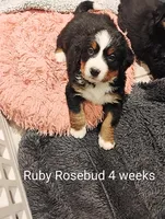 processed/c90d2081-eb64-44b8-a3e1-7696d61aacc4/facility/4b4384fe-803d-4421-bf29-9017f5ecbc9a