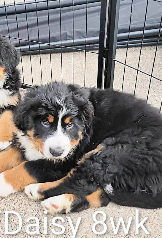 Daisy Sunshine  – Bernese Mountain Dog puppy for sale in Rogers, MN