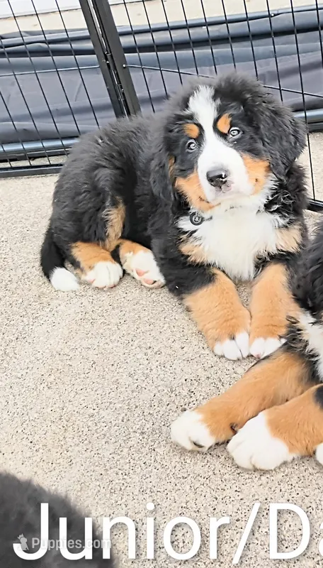 Graham JUNIOR, (Flynn) – Bernese Mountain Dog puppy for sale in Rogers, MN