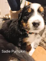 Sadie Pumpkin , a female Bernese Mountain Dog for sale in Rogers, MN – Photo 1 of 10