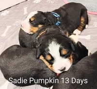 Sadie Pumpkin , a female Bernese Mountain Dog for sale in Rogers, MN – Photo 7 of 10
