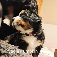 Sadie Pumpkin , a female Bernese Mountain Dog for sale in Rogers, MN – Photo 5 of 10
