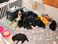 Sadie Pumpkin , a female Bernese Mountain Dog for sale in Rogers, MN – Photo 2 of 10