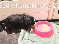 Sadie Pumpkin , a female Bernese Mountain Dog for sale in Rogers, MN – Photo 6 of 10