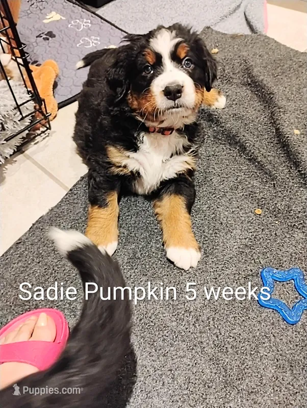 Sadie Pumpkin  – Bernese Mountain Dog puppy for sale in Rogers, MN