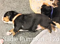 Sadie Pumpkin , a female Bernese Mountain Dog for sale in Rogers, MN – Photo 4 of 10