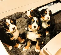 Marshall , a male Bernese Mountain Dog for sale in Rogers, MN – Photo 5 of 9
