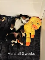 Marshall , a male Bernese Mountain Dog for sale in Rogers, MN – Photo 1 of 9