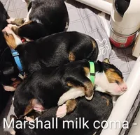 Marshall , a male Bernese Mountain Dog for sale in Rogers, MN – Photo 4 of 9