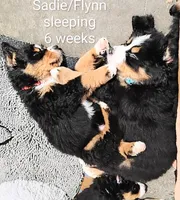 Graham JUNIOR, (Flynn), a male Bernese Mountain Dog for sale in Rogers, MN – Photo 2 of 10