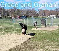 Graham JUNIOR, (Flynn), a male Bernese Mountain Dog for sale in Rogers, MN – Photo 7 of 10