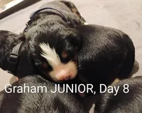 Graham JUNIOR, (Flynn), a male Bernese Mountain Dog for sale in Rogers, MN – Photo 9 of 10