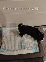 Graham JUNIOR, (Flynn), a male Bernese Mountain Dog for sale in Rogers, MN – Photo 8 of 10