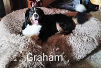 Graham JUNIOR, (Flynn), a male Bernese Mountain Dog for sale in Rogers, MN – Photo 6 of 10