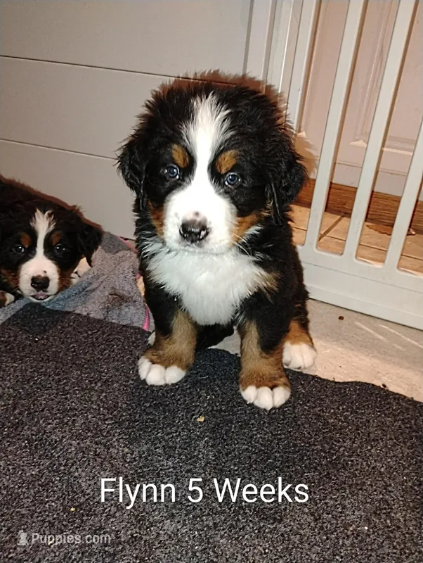 Flynn – Bernese Mountain Dog puppy for sale in Rogers, MN