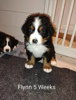 Graham JUNIOR, (Flynn), a male Bernese Mountain Dog for sale in Rogers, MN – Photo 1 of 10