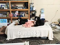 Graham JUNIOR, (Flynn), a male Bernese Mountain Dog for sale in Rogers, MN – Photo 4 of 10