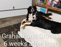 Graham JUNIOR, (Flynn), a male Bernese Mountain Dog for sale in Rogers, MN – Photo 3 of 10