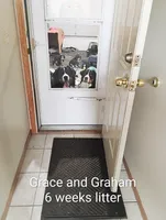 Graham JUNIOR, (Flynn), a male Bernese Mountain Dog for sale in Rogers, MN – Photo 5 of 10