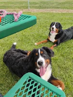 Daisy Sunshine , a female Bernese Mountain Dog for sale in Rogers, MN – Photo 9 of 10