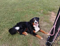 Daisy Sunshine , a female Bernese Mountain Dog for sale in Rogers, MN – Photo 10 of 10