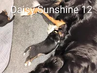 Daisy Sunshine , a female Bernese Mountain Dog for sale in Rogers, MN – Photo 5 of 10